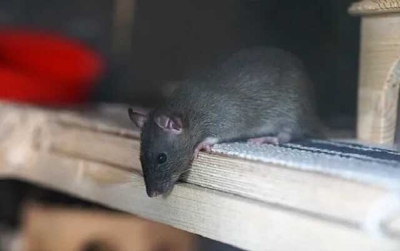 В управлении полиции Нового Орлеана крысы съели вещдоки с каннабисом